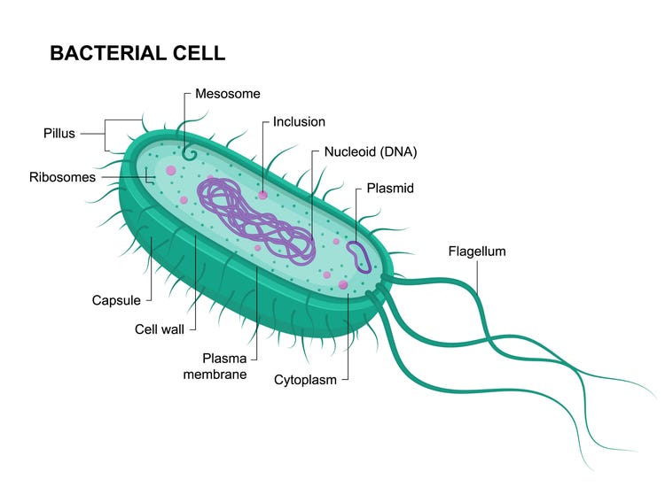 Anatomia di una cellula batterica che mostra la sua struttura, dove risiedono e si replicano i plasmidi, piccole molecole circolari di DNA