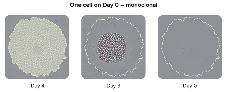 Verifica della monoclonalità: visualizzazione dell’origine di una colonia