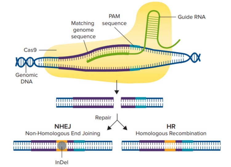 Meccanismo del sistema CRISPR/Cas9