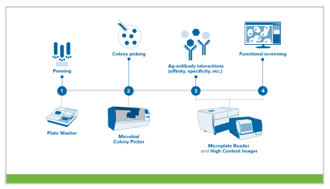 Produzione di mAb mediante phage display