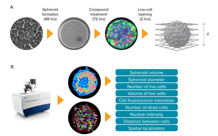 Imaging di cellule staminali