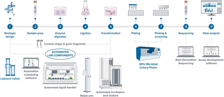 Flusso di lavoro della clonazione molecolare per la produzione di DNA plasmidico