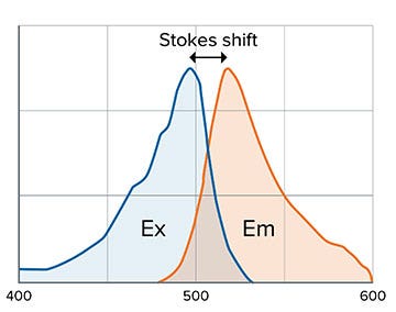 Spostamento di Stokes e dipendenza dal fluoroforo