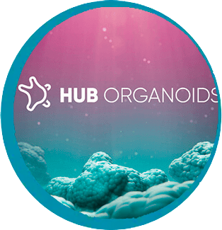 HUB degli organoidi