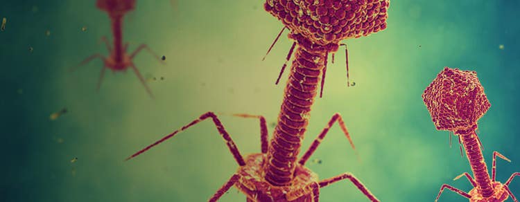 Scoperta di anticorpi mediante phage display