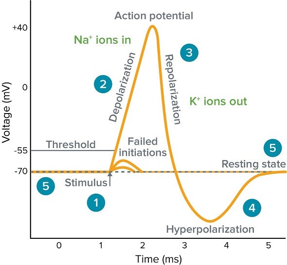 Grafico del potenziale d’azione