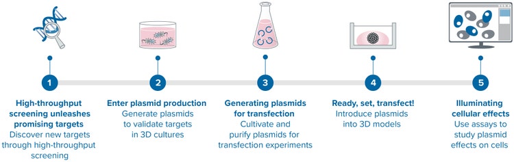 La combinazione della produzione di plasmidi con l’imaging di modelli cellulari 3D e lo screening degli organoidi consente un’analisi approfondita della funzione genica