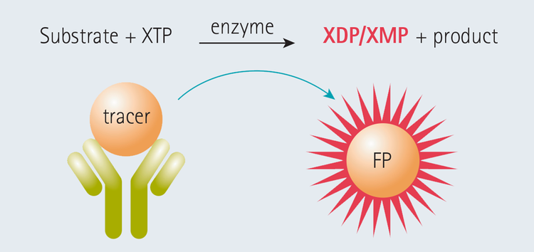 Transcreener FP assay principle