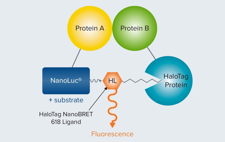How a NanoBRET assay works