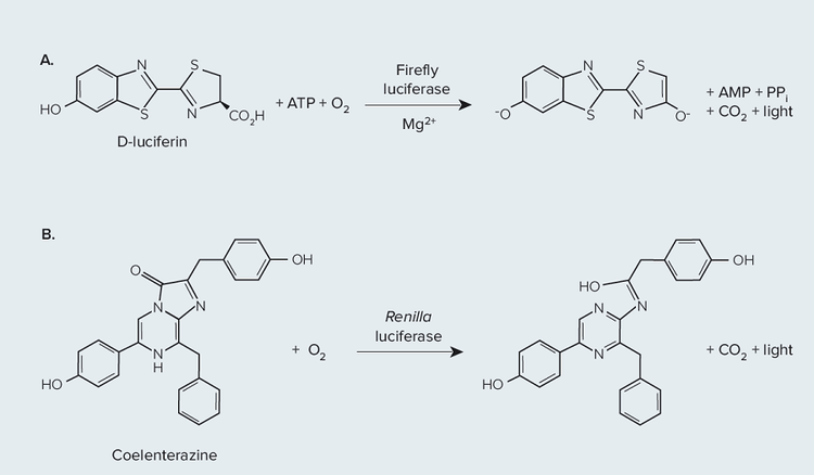 Bioluminescent reactions catalyzed by (A) firefly luciferase and (B) Renilla luciferase