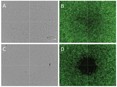 Cell migration imaged using four sites per well