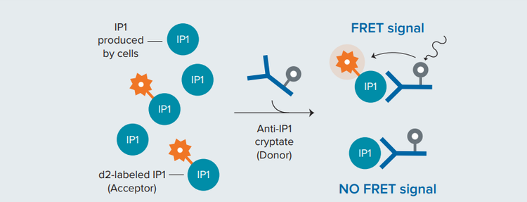 Principle of the HTRF IP-One competitive binding assay