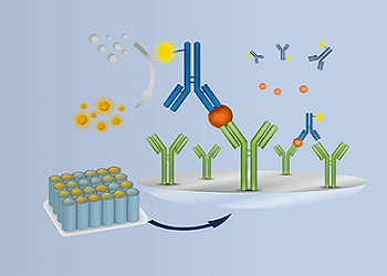 Ottimizzazione dei saggi in assorbanza per la quantificazione delle proteine e degli acidi nucleici