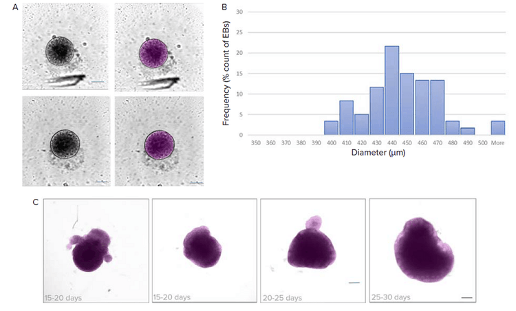 Analysis of brightfield images using deep learning-based segmentation (SINAP)