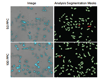 Representative 10X images of U2OS cells