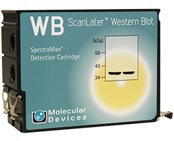 Cartuccia per western Blot