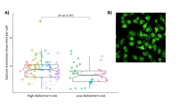 Il grafico mostra come ci sia stata una tendenza non significativa all’aumento del rilascio di calcio