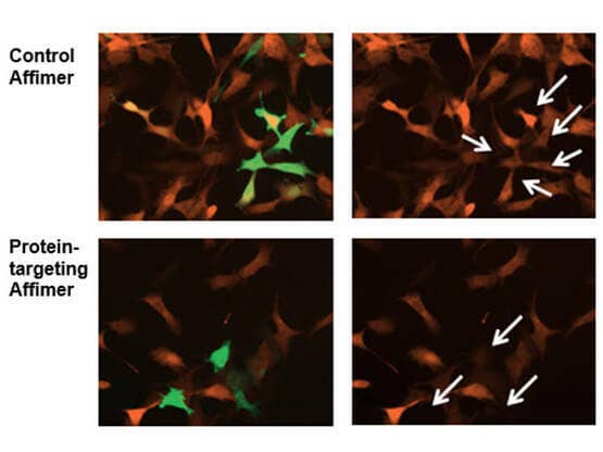 Fibroblasti embrionali di topo trasfettati con GFP