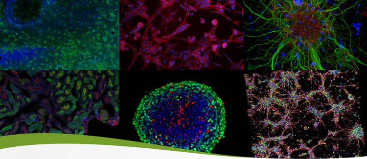 Cell Research and Presentations