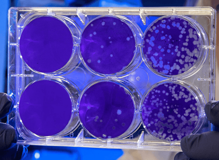 How to Develop Monoclonal Cell Lines for Stem Cell Engineering