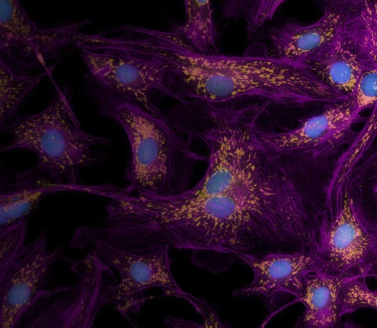 phenotypic characterization of 2D and 3D