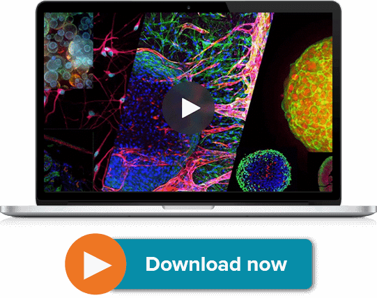 Automated Imaging of 3D Assay Models