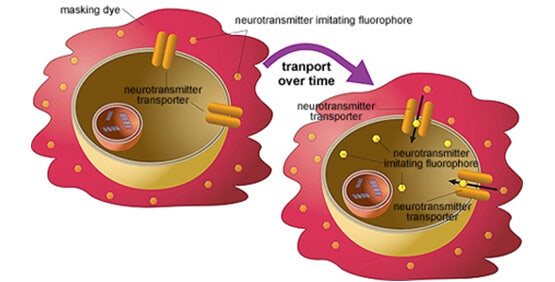 Kit del saggio di captazione dei trasportatori dei neurotrasmettitori