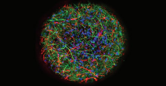 Oscillazione del calcio in sferoidi neuronali 3D