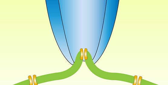 Tecnica di patch-clamp su cellula intera