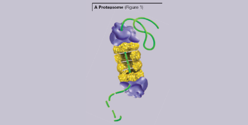 Applicazioni delle proteine fluorescenti