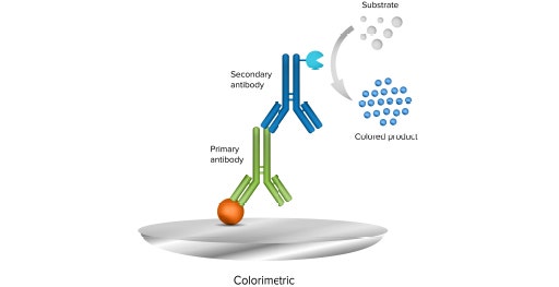 La metodica di western blot colorimetrica utilizza un anticorpo secondario coniugato con un enzima e un substrato cromogeno per la rilevazione