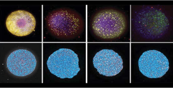 Sferoidi neurali 3D formati con cellule derivate da iPSC umane