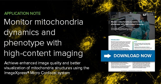 Monitoraggio della dinamica e del fenotipo dei mitocondri mediante HCI