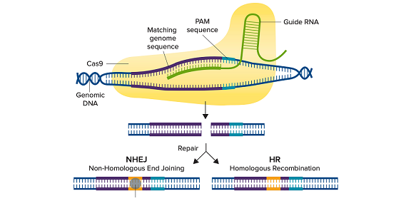 Validazione di cellule sottoposte a editing con il sistema CRISPR mediante western blot