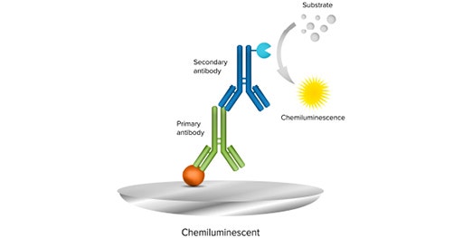 Il western blot in chemiluminescenza utilizza un anticorpo secondario coniugato con un enzima e un substrato luminescente