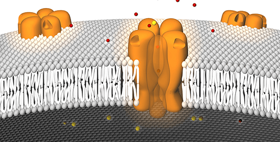 Analisi delle vie cellulari