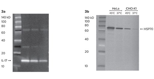 Stima del peso molecolare di proteine mediante l’uso del marcatore di peso molecolare delle proteine per western blot ScanLater