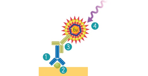 Sistema di rilevazione di western blot ScanLater