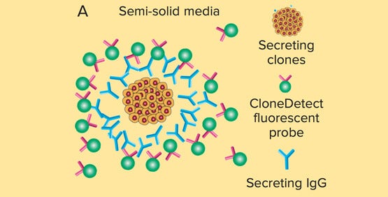 Miglioramento dello sviluppo di ibridomi virus-specifici