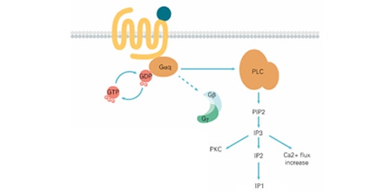 Saggi del calcio e IP-One (GPCR, accoppiati a proteina Gq)