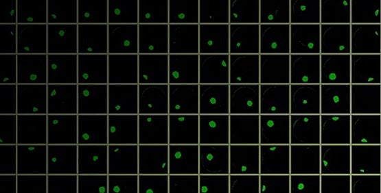 CRISPR nello sviluppo di linee cellulari