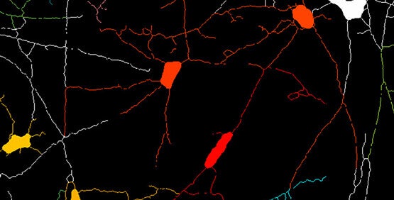 Crescita neuritica/tracciamento dei neuriti