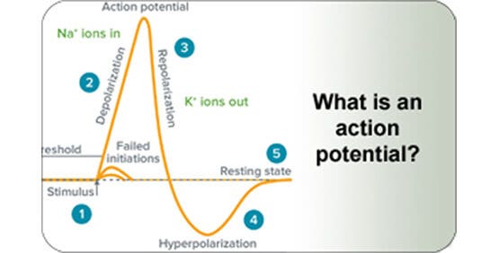 Grafico del potenziale d’azione