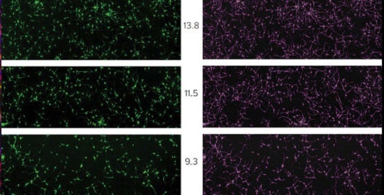 La citometria per imaging permette di eseguire complessi saggi basati su cellule