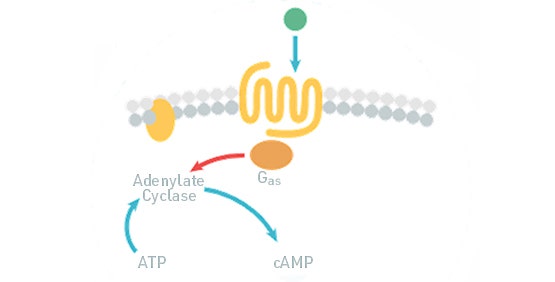 Saggi per il cAMP (GPCR, accoppiati a proteina Gi/Gs)