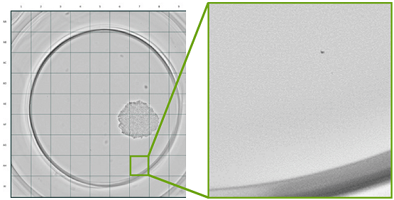 Funzione Rapporto sulla monoclonalità dell’imager CloneSelect