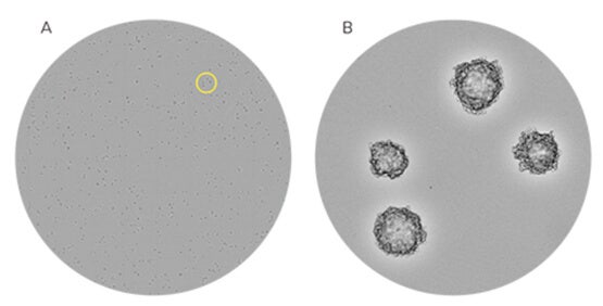 Identificazione di cellule CHO-S monoclonali coltivate in terreno semisolido