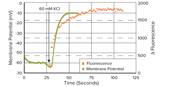 Misurazione del potenziale di membrana