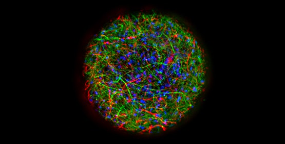 Modello neuronale 3D