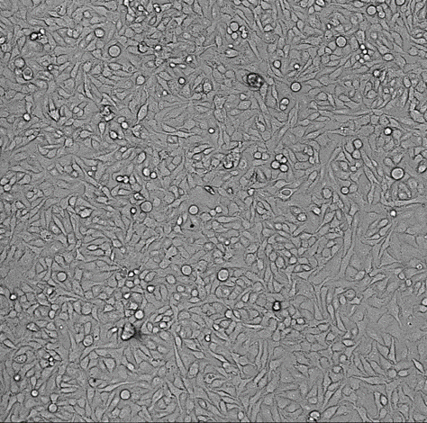 Conte cellulari in luce trasmessa